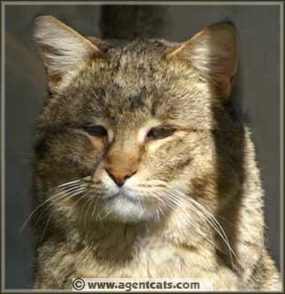 Secret Agent Canyon, Pixie Bob "legend cat"