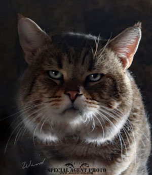 RW QGC Special Agent Huntress