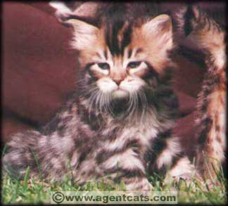 Special Agent Niko, Long haired Pixie Bob kitten