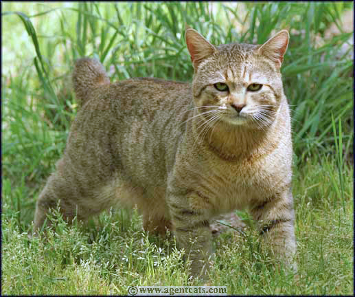 LA SGC Special Agent Sniper Scout