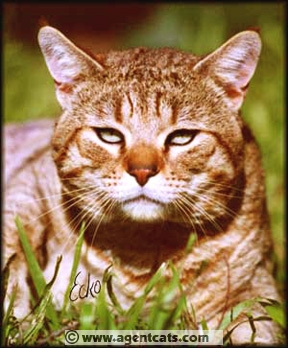 RW SGC Special Agent Sniper