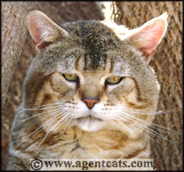  RW SGC Special Agent Sniper