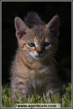 RW CH Special Agent Jamie Bond