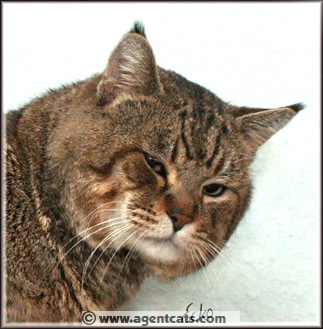 SGC Blackfoot Agent Six