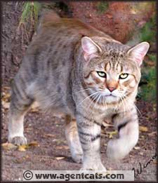 RW SGC Special Agent Sniper, International Best Pixie Bob