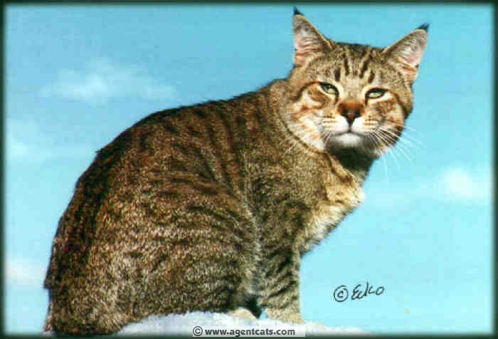 SGC Blackfoot Agent Six