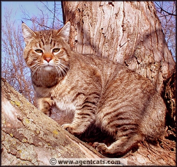 QGC Special Agent Tazer of Mojos Cathouse, photo by J Etling